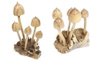 Bild von Pilz Magic