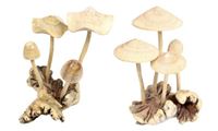 Bild von Pilz Wab