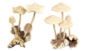 Bild von Pilz Wab