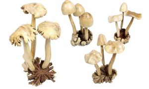 Bild von Pilz Tengah