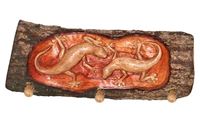 Image de Gardarobe Gecko