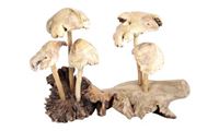 Bild von 5 Pilze