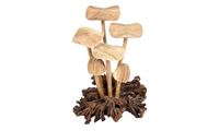 Bild von 6 Pilze