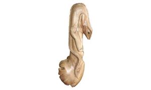 Immagine di Mangoholz Eidechsen auf Ast