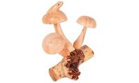 Image de Eidechse auf Pilz