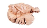 Imagen de Schildkröte auf Parasitholz