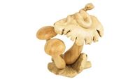 Obrazek Schlange auf Pilz