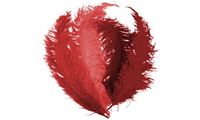 Image de Feder rot