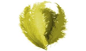 Image de Feder gelb