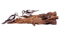 Imagen de Specht an Holz