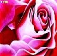 Εικόνα της Modern Art - Die rosane Rose e83832 60x60cm Ölgemälde handgemalt