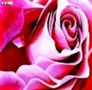 Εικόνα της Modern Art - Die rosane Rose e83832 60x60cm Ölgemälde handgemalt