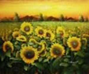 Image de Sonnenblumenfeld in der Toskana c88856 50x60cm Ölgemälde handgemalt