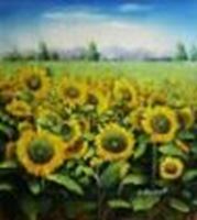 Resim Sonnenblumenfeld in der Toskana c88863 50x60cm Ölgemälde handgemalt